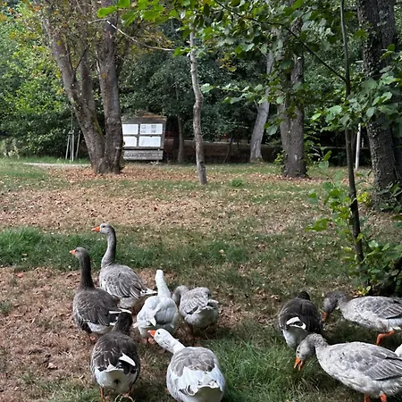 Serendipity And Pogradec